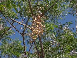 Image result for Melia azedarach