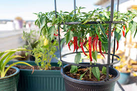 We did not find results for: Choosing And Growing Hot Chili Peppers