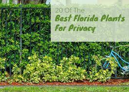 If you plant lemongrass, it'll keep the mosquitoes away. Best Plants To Grow For Privacy In Florida 20 Easy To Grow Privacy Plants