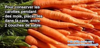 Comment Conserver Les Carottes Pendant Des Mois Carotte Conservation Carottes Conservation Legumes