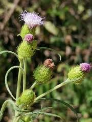 Image result for Vernonia galamensis