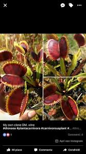 To get the best result click above mentioned full forms. My Vft Collection Pics Dionaea Carnivorous Plants Uk