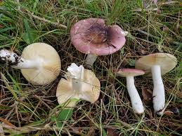 Image result for Russula variata