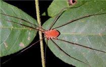 Daddy long legs spider in its web, common house spider, cannibalistic specie when food is scares. The Truth About Granddaddy Longlegs Chattanoogan Com