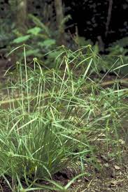 Image result for Cyphia erecta