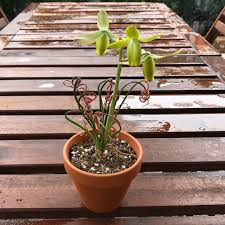 We did not find results for: Albuca Spiralis Frizzle Sizzle Corkscrew Albuca Frizzle Sizzle Uploaded By Latati