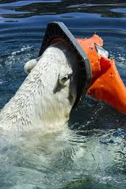 Marine Pollution Solutions To Plastic Pollution In 2020 Marine Pollution Pollution Ocean Animals
