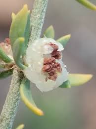 Image result for Pollichia