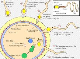 Gametes are generally haploid cells. How Is The Process Of Fertilization In Human Beings Described Quora