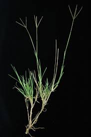 Image result for Cynodon