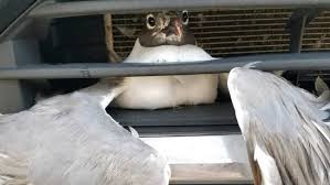 A mallard duck is recovering at the atlantic wildlife institute after being caught in the grill of a car that was driving on the highway outside of moncton. Bird Rescued From Car S Grill Wpec
