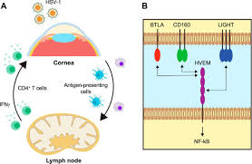 Herpes simplex virus is common in the united states. Herpesvirus Entry Mediator Binding Partners Mediate Immunopathogenesis Of Ocular Herpes Simplex Virus 1 Infection Mbio