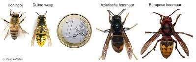 Als het veilig is, kijk goed naar de poten van de hoornaar om te zien of deze geel zijn, en maak een foto als dat mogelijk is. Hoornaars Aculea Be