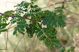 Image result for Acacia burkei