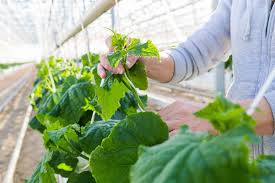 Ipm aims to suppress pest populations below the economic injury level (eil). Nine Steps To Follow For Building A Strong Ipm Program