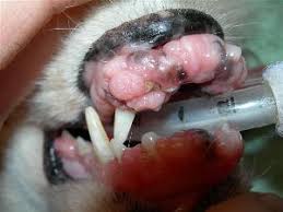 In the mouth, you might see sores and his breath may smell bad. Oral Tumors In Dogs Cats Pets Pet Oral Cancer Veterinary Dentist Wisconsin Oshkosh Green Bay Greenfield Glendale Dr Kressin