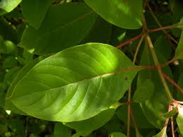 Image result for Hamelia patens