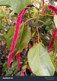 Image result for Acalypha hispida