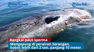Sepuluh ekor paus sperma terdampar di pesisir pantai ujong kareng, provinsi aceh. Bangkai Paus Sperma Mengapung Di Perairan Serangan Denpasar Bali Youtube