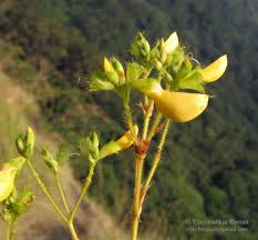 Image result for Smithia