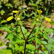 Image result for Calceolaria tripartita