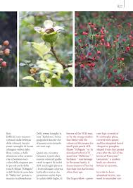 Tipica pianta a rosetta, ma con fiori molto spettacolari, a differenza di tutte le altre piante del suo genere. Blossom Zine Ed 03 Winter 2013 By Topsoil Issuu