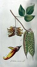 Image result for Mucuna glabrialata