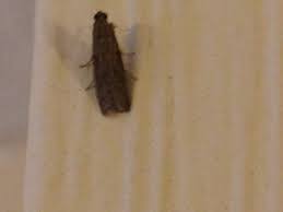 White shouldered house moth eggs. Moth Control Glasgow City Pest Solutions