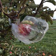 Check spelling or type a new query. Bagging Apples For Insect And Disease Control Plant Disease Diagnostics Clinic