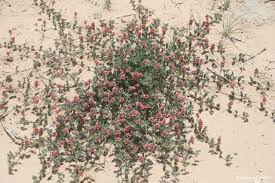 Image result for Indigofera dimidiata