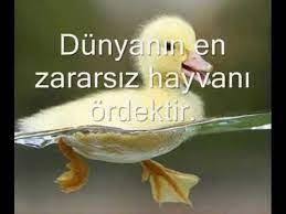 turklerin komigi adli kullanicinin acayip bilgiler panosundaki pin 2021 hayvan bilgi hayvanlar