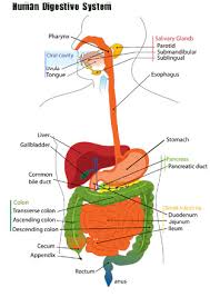 Digestive System Untamed Science