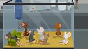 Image result for Classes Of Rats.