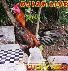 Jadwal sv388, lukisan sabung ayam ayam sabung filipina portbet303. 3 Macam Penyakit Ayam Bangkok Bangkok Ayam Lukisan Wajah