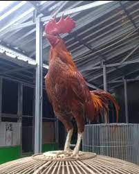Gambar ayam bangkok gambar ayam geprek gambar ayam jago burung unggas. Pama Iq Ninja Filano Lancar Jaya 2121 Facebook