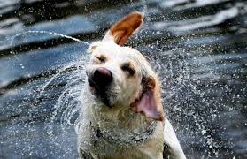 Maybe you would like to learn more about one of these? A Gallery Of Dogs Shaking Off Water