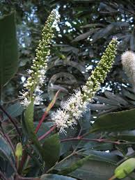 Image result for Cunonia capensis