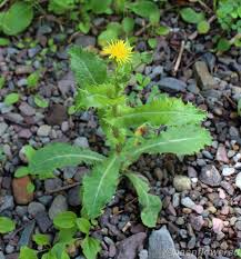 Image result for Sonchus asper
