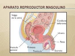 Check spelling or type a new query. Sistema Reproductor Masculino Aparato Reproductor Masculino Funciones El