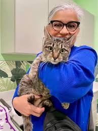 Found in the Grant/Rolling hills area of Renton. At blue pearl. Is  microchiped fixed male.