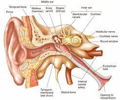 Human ear, organ of hearing and equilibrium that detects and analyzes sound by transduction and maintains the sense of balance. Anatomy Of The Ear Pictures Ear Anatomy Ear Anatomy Inner Ear Anatomy Anatomy