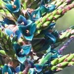 Image result for Brachystegia torrei