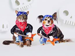 Get all the tips and tricks to make sure you and your pet are the pawf. 30 Hilarious Pet Costumes For Halloween 2018 Insider