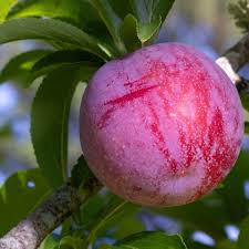 Image result for Prunus