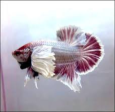 Betta fish , copper , dumbo no comments. Dumbo Ear Salamander Aquarium Fische Fische Aquarium