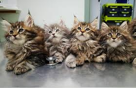 See more ideas about maine coon cats, maine coon, cats. These Maine Coon Kittens Aww