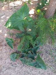 Image result for Stylochaeton puberulus