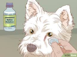 Don't let your dog eat any raw potatoes or any potato plants from your pantry or garden. 3 Ways To Remove A Tear Duct Stain From White Dogs Wikihow