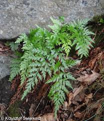 Image result for Asplenium adiantum-nigrum