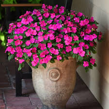Image result for Impatiens purpureoviolacea